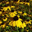 Rudbeckia triloba fleur